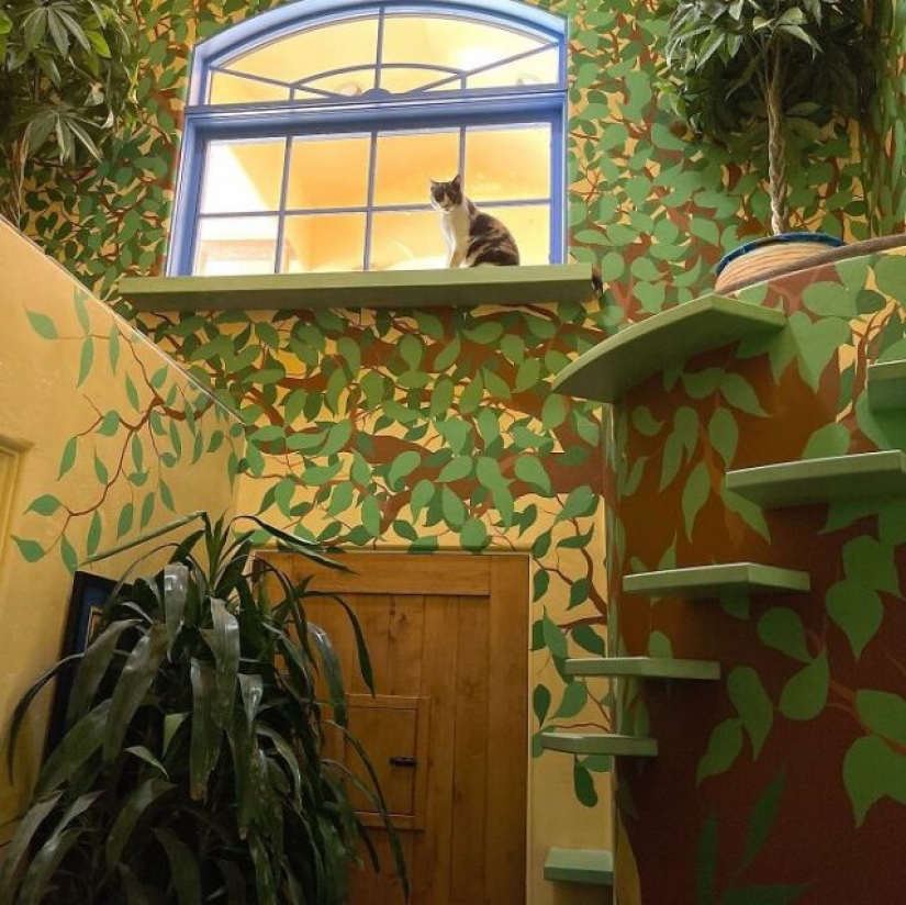 Este hombre diseñó el hogar perfecto para sus gatos