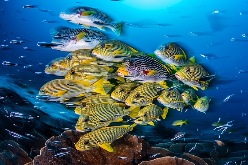 Este maravilloso mundo submarino: las mejores imágenes del concurso de fotografía submarina Ocean Art 2019