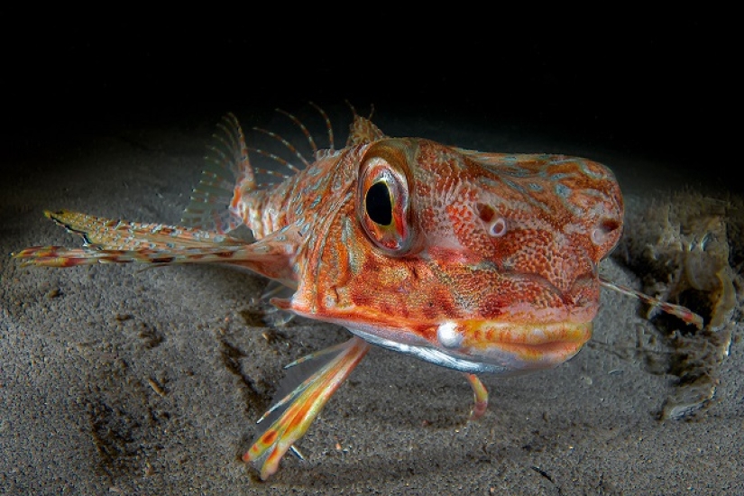Este maravilloso mundo submarino: las mejores imágenes del concurso de fotografía submarina Ocean Art 2019