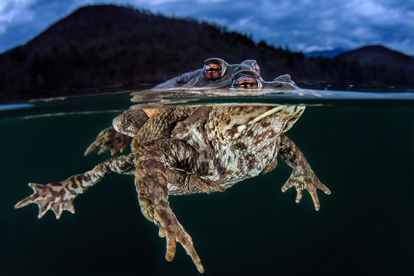 Este maravilloso mundo submarino: las mejores imágenes del concurso de fotografía submarina Ocean Art 2019