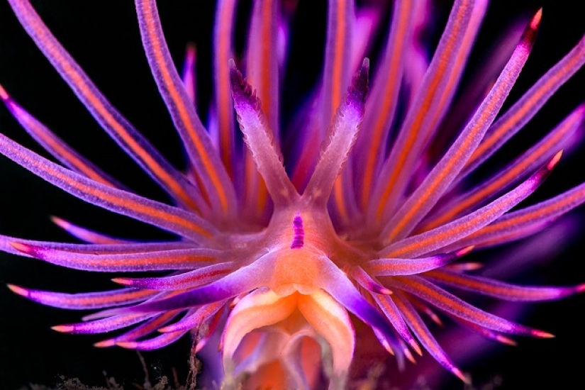 Este maravilloso mundo submarino: las mejores imágenes del concurso de fotografía submarina Ocean Art 2019