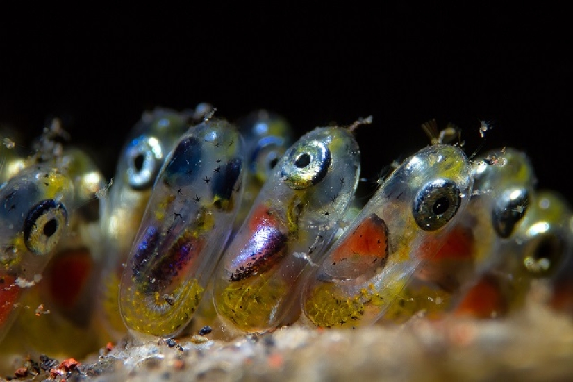 Este maravilloso mundo submarino: las mejores imágenes del concurso de fotografía submarina Ocean Art 2019