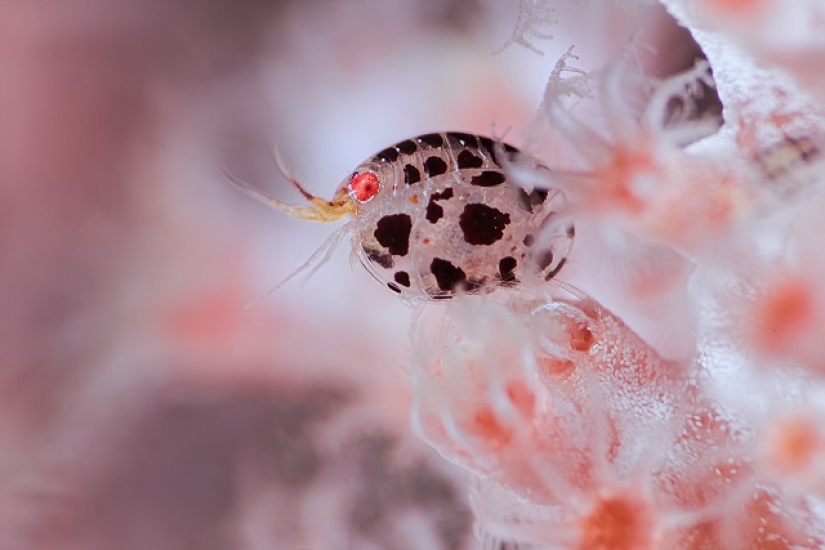 Este maravilloso mundo submarino: las mejores imágenes del concurso de fotografía submarina Ocean Art 2019
