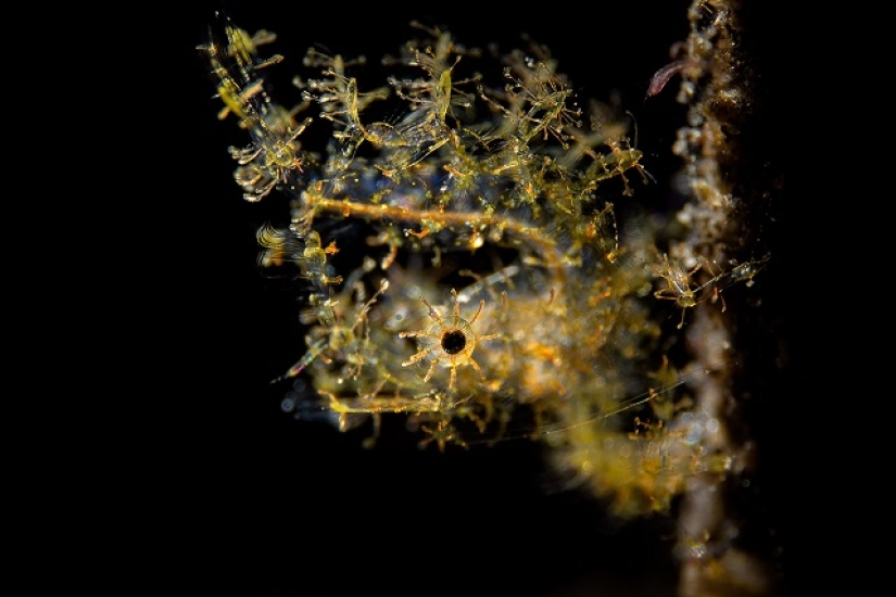 Este maravilloso mundo submarino: las mejores imágenes del concurso de fotografía submarina Ocean Art 2019