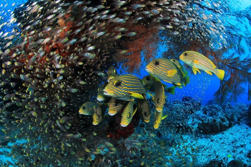 Este maravilloso mundo submarino: las mejores imágenes del concurso de fotografía submarina Ocean Art 2019