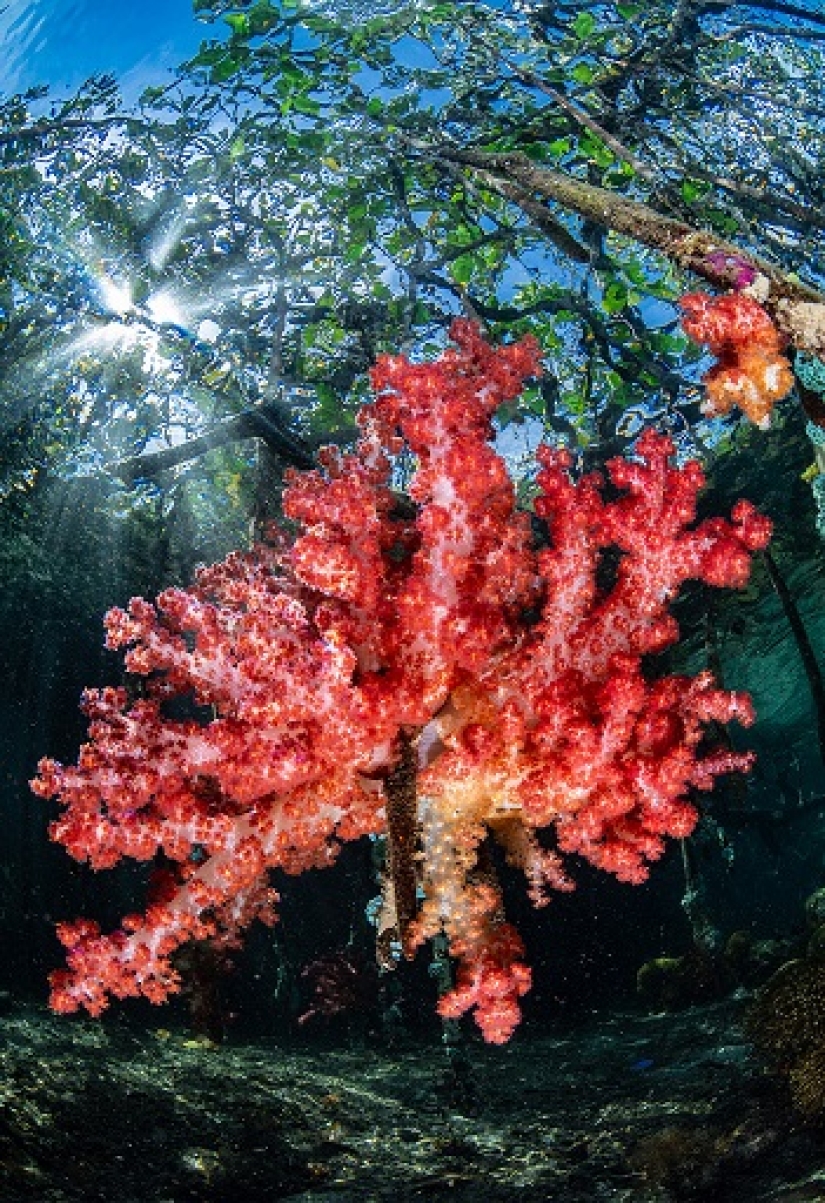Este maravilloso mundo submarino: las mejores imágenes del concurso de fotografía submarina Ocean Art 2019
