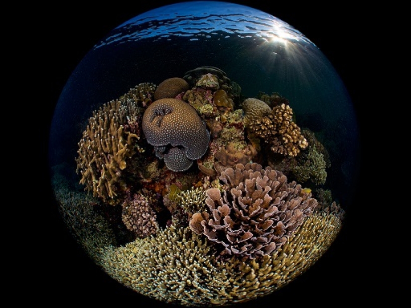 Este maravilloso mundo submarino: las mejores imágenes del concurso de fotografía submarina Ocean Art 2019