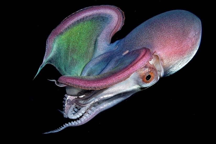 Este maravilloso mundo submarino: las mejores imágenes del concurso de fotografía submarina Ocean Art 2019