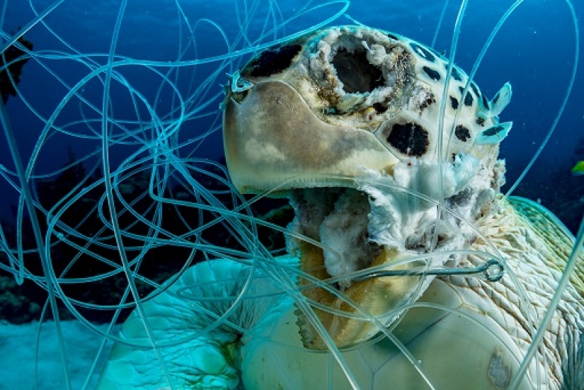 Este maravilloso mundo submarino: las mejores imágenes del concurso de fotografía submarina Ocean Art 2019
