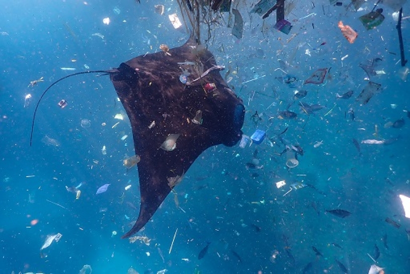 Este maravilloso mundo submarino: las mejores imágenes del concurso de fotografía submarina Ocean Art 2019
