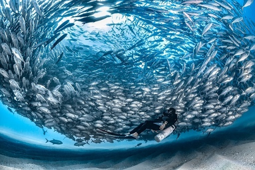 Este maravilloso mundo submarino: las mejores imágenes del concurso de fotografía submarina Ocean Art 2019