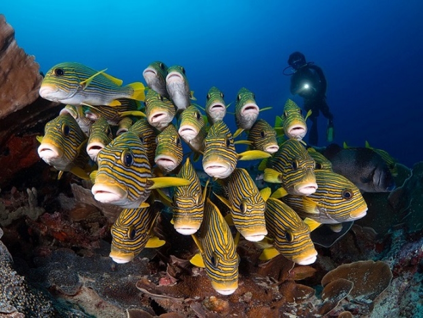 Este maravilloso mundo submarino: las mejores imágenes del concurso de fotografía submarina Ocean Art 2019