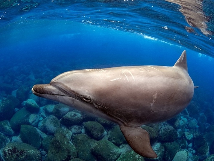 Este maravilloso mundo submarino: las mejores imágenes del concurso de fotografía submarina Ocean Art 2019