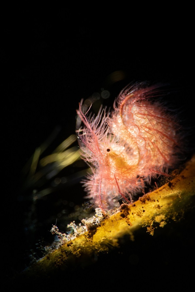 Este maravilloso mundo submarino: las mejores imágenes del concurso de fotografía submarina Ocean Art 2019