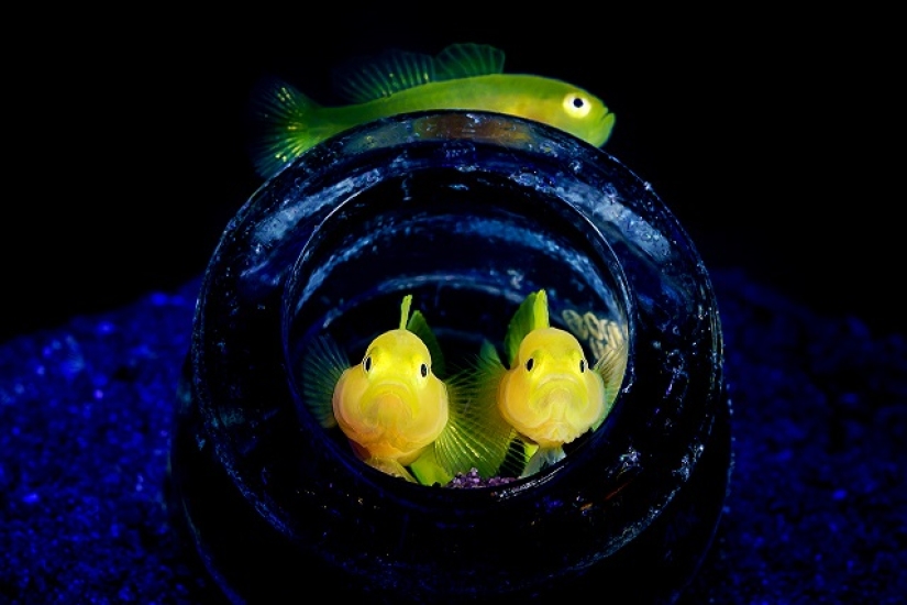 Este maravilloso mundo submarino: las mejores imágenes del concurso de fotografía submarina Ocean Art 2019
