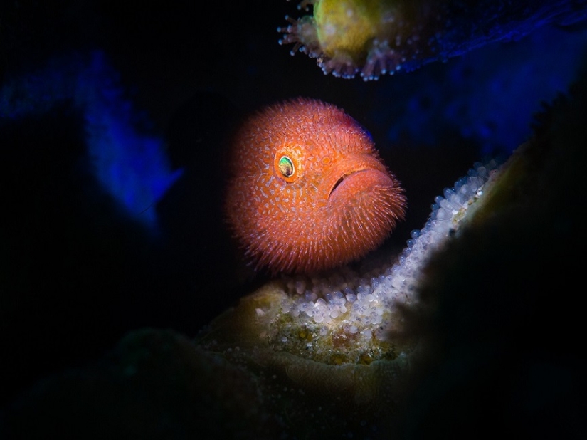 Este maravilloso mundo submarino: las mejores imágenes del concurso de fotografía submarina Ocean Art 2019