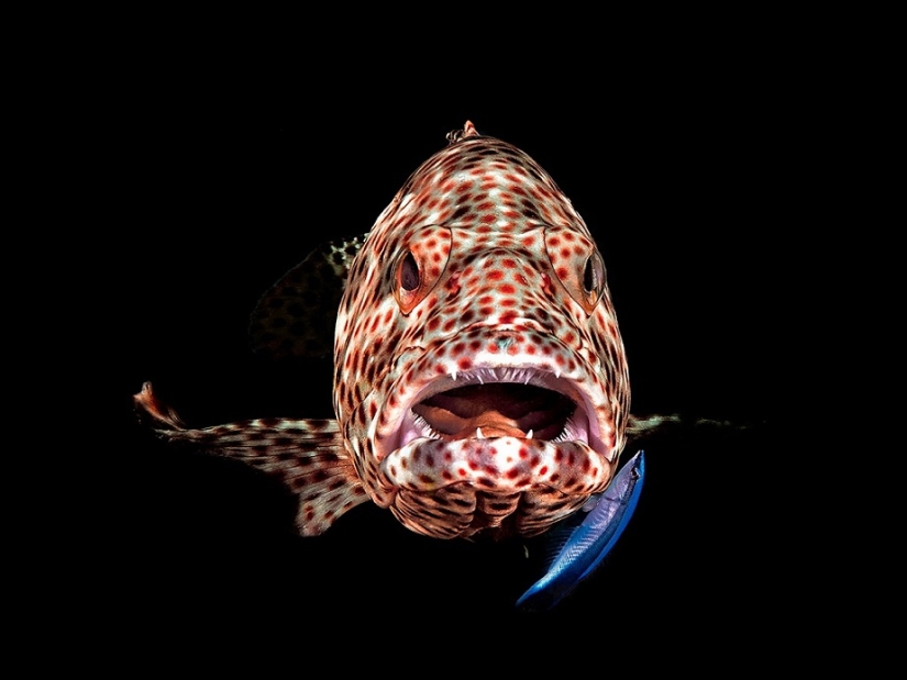 Este maravilloso mundo submarino: las mejores imágenes del concurso de fotografía submarina Ocean Art 2019