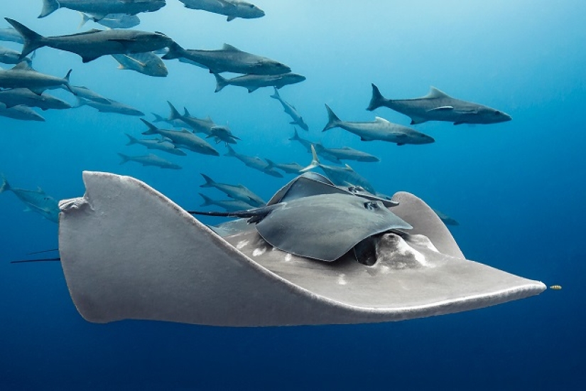 Este maravilloso mundo submarino: las mejores imágenes del concurso de fotografía submarina Ocean Art 2019