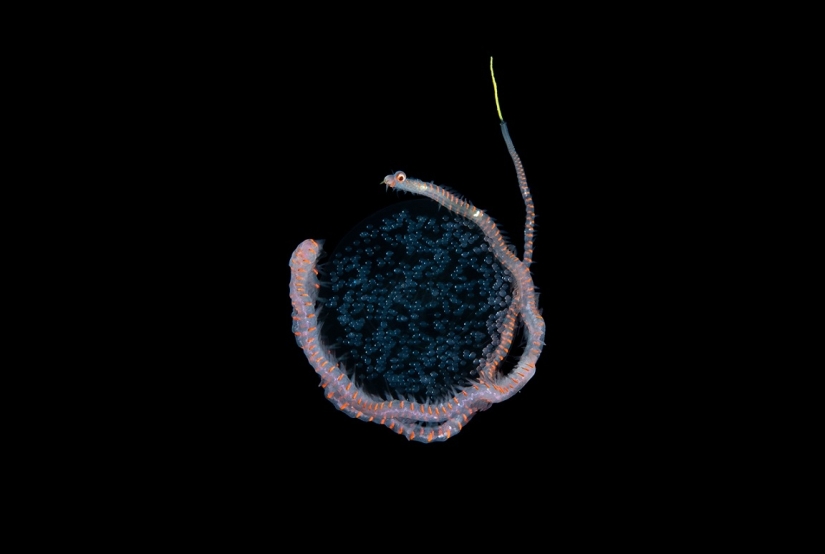 Este maravilloso mundo submarino: las mejores imágenes del concurso de fotografía submarina Ocean Art 2019