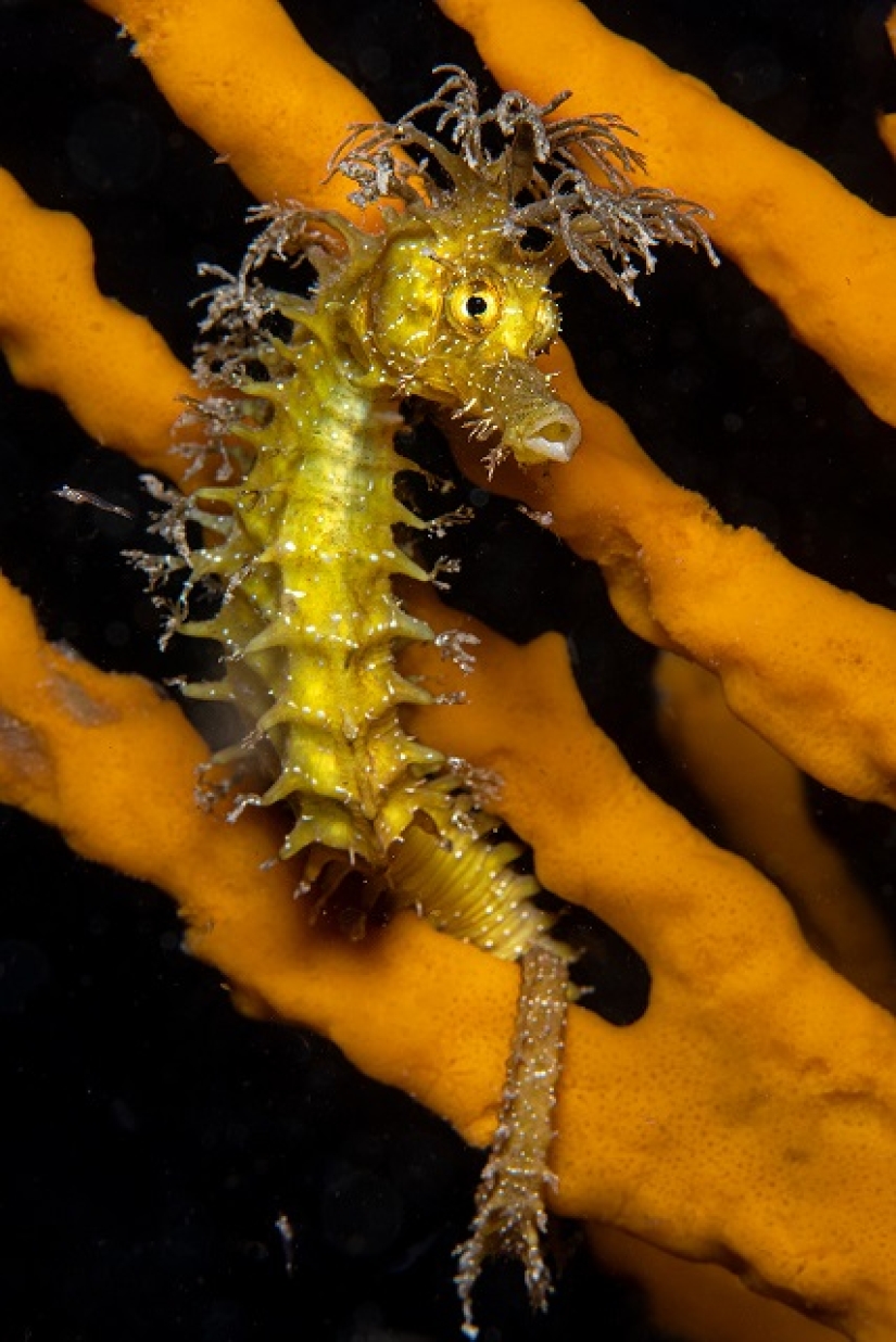 Este maravilloso mundo submarino: las mejores imágenes del concurso de fotografía submarina Ocean Art 2019