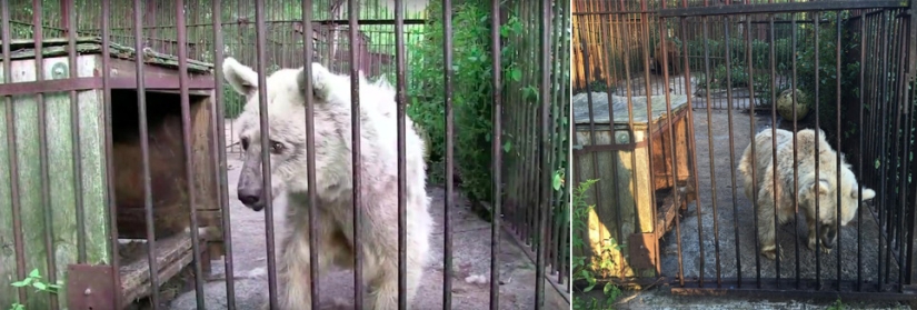 Este oso lleva 30 años esperando ser rescatado