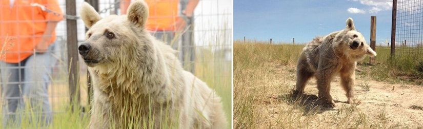 Este oso lleva 30 años esperando ser rescatado