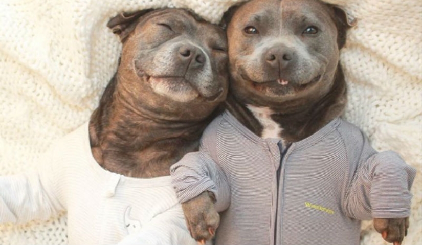 ¡Estos adorables hermanos bull terrier harán que tu día sea mucho mejor!