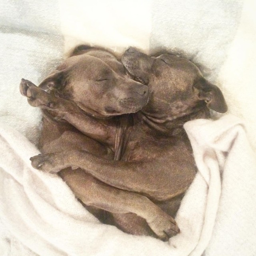 ¡Estos adorables hermanos bull terrier harán que tu día sea mucho mejor!