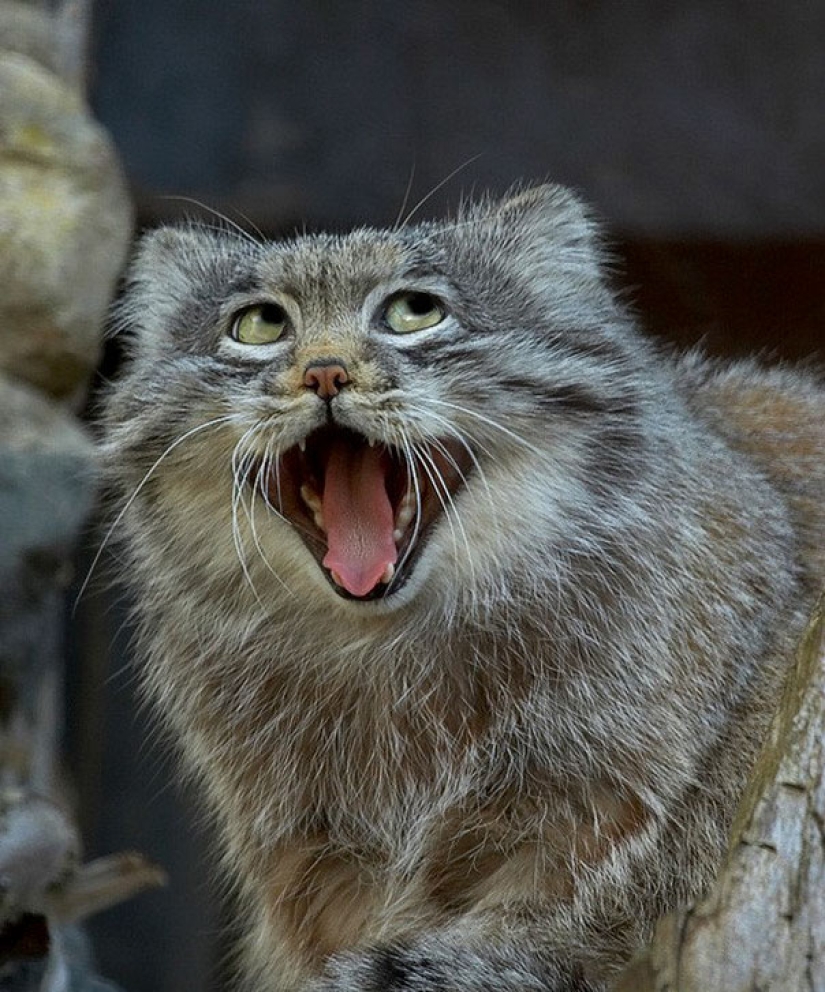 Estos animales nunca se convertirán en las estrellas de Animal Planet Estos animales nunca se convertirán en las estrellas de Animal Planet