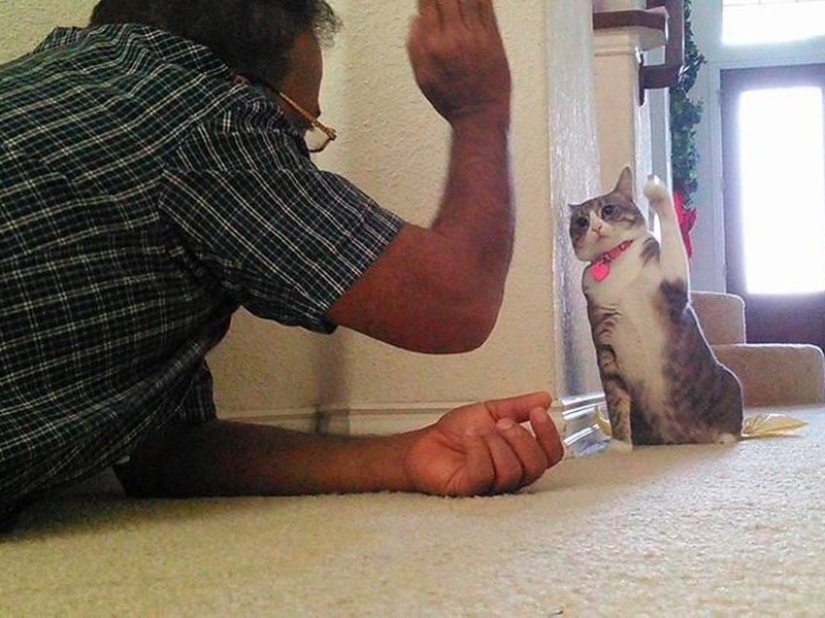 Estos padres categóricamente no querían mascotas en la casa, pero algo salió mal...