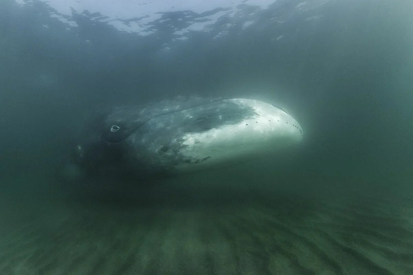 Estreno del Foro de la Unión de Fotógrafos de Vida Silvestre-Nature Photo Talks Estreno del Foro de la Unión de Fotógrafos de Vida Silvestre-Nature Photo Talks