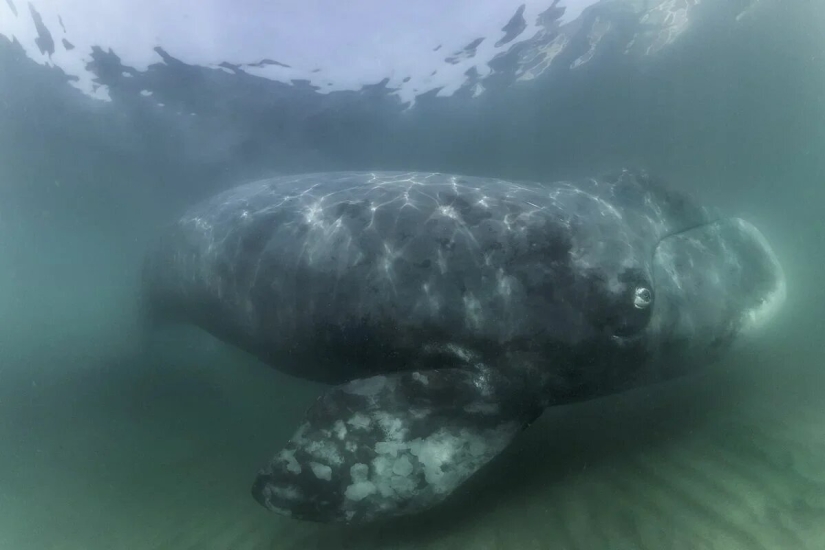 Estreno del Foro de la Unión de Fotógrafos de Vida Silvestre-Nature Photo Talks Estreno del Foro de la Unión de Fotógrafos de Vida Silvestre-Nature Photo Talks
