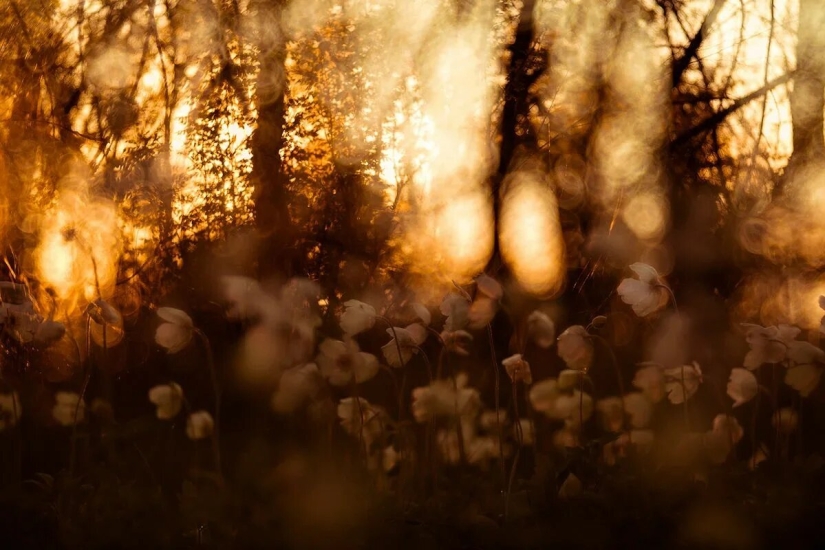 Estreno del Foro de la Unión de Fotógrafos de Vida Silvestre-Nature Photo Talks Estreno del Foro de la Unión de Fotógrafos de Vida Silvestre-Nature Photo Talks