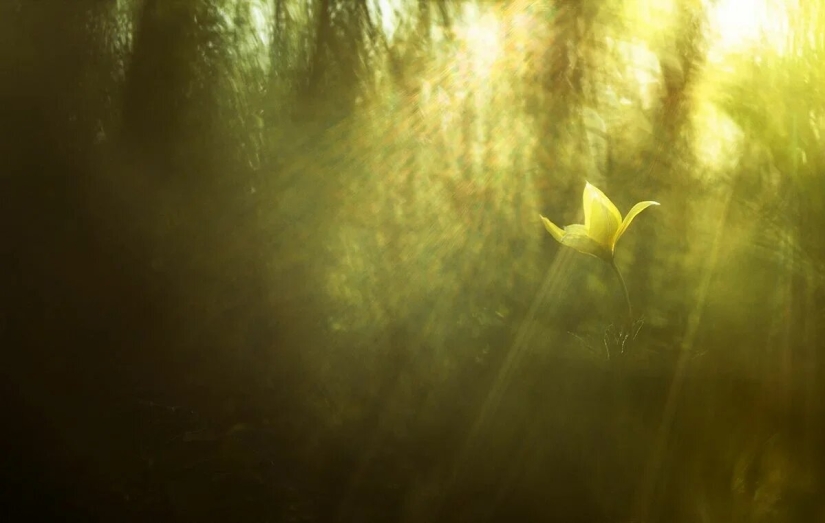 Estreno del Foro de la Unión de Fotógrafos de Vida Silvestre-Nature Photo Talks Estreno del Foro de la Unión de Fotógrafos de Vida Silvestre-Nature Photo Talks