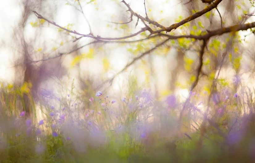 Estreno del Foro de la Unión de Fotógrafos de Vida Silvestre-Nature Photo Talks Estreno del Foro de la Unión de Fotógrafos de Vida Silvestre-Nature Photo Talks