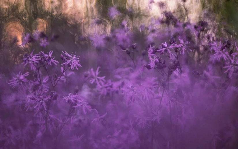 Estreno del Foro de la Unión de Fotógrafos de Vida Silvestre-Nature Photo Talks Estreno del Foro de la Unión de Fotógrafos de Vida Silvestre-Nature Photo Talks