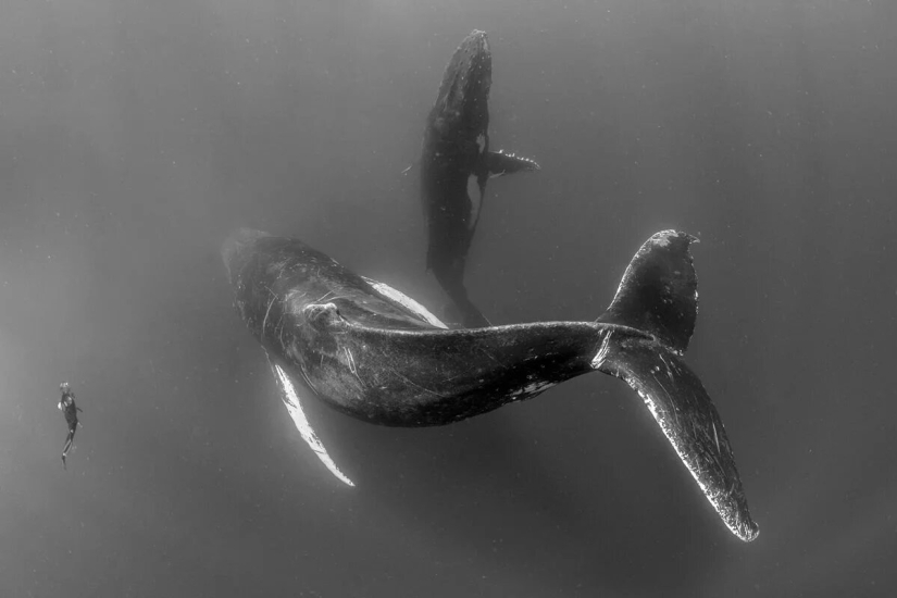 Estreno del Foro de la Unión de Fotógrafos de Vida Silvestre-Nature Photo Talks Estreno del Foro de la Unión de Fotógrafos de Vida Silvestre-Nature Photo Talks