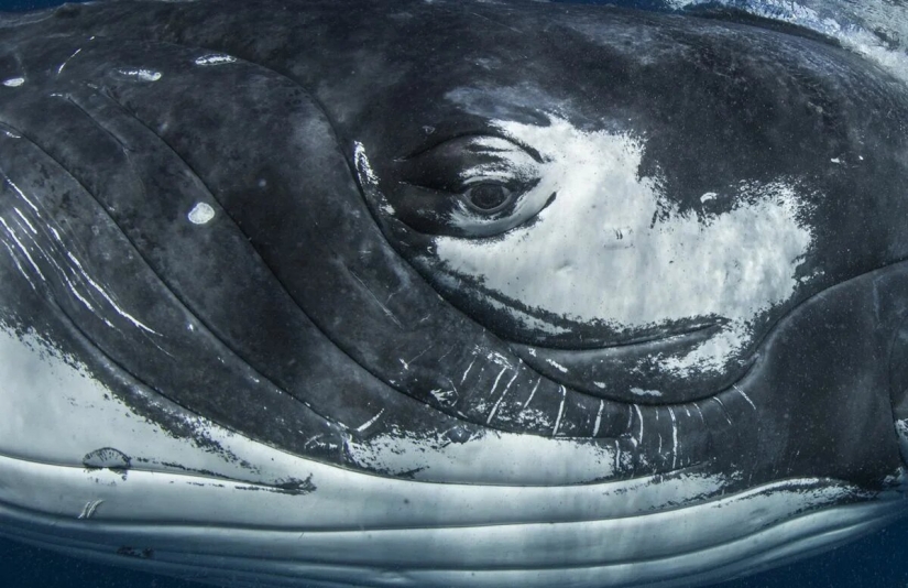 Estreno del Foro de la Unión de Fotógrafos de Vida Silvestre-Nature Photo Talks Estreno del Foro de la Unión de Fotógrafos de Vida Silvestre-Nature Photo Talks