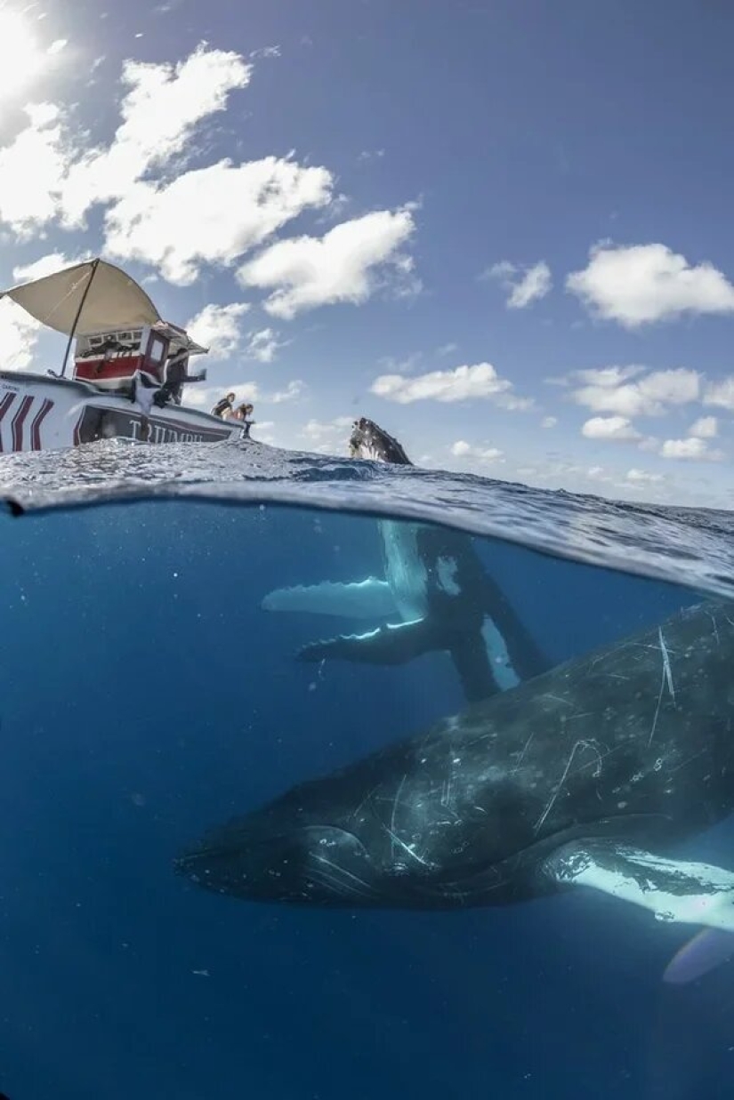 Estreno del Foro de la Unión de Fotógrafos de Vida Silvestre-Nature Photo Talks Estreno del Foro de la Unión de Fotógrafos de Vida Silvestre-Nature Photo Talks