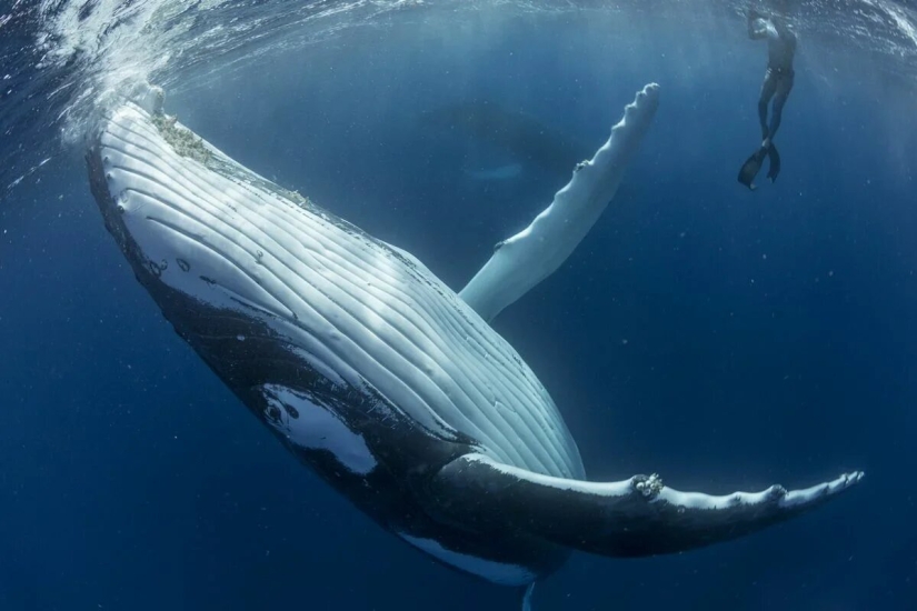 Estreno del Foro de la Unión de Fotógrafos de Vida Silvestre-Nature Photo Talks Estreno del Foro de la Unión de Fotógrafos de Vida Silvestre-Nature Photo Talks
