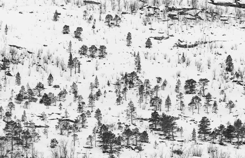 Estreno del Foro de la Unión de Fotógrafos de Vida Silvestre-Nature Photo Talks Estreno del Foro de la Unión de Fotógrafos de Vida Silvestre-Nature Photo Talks