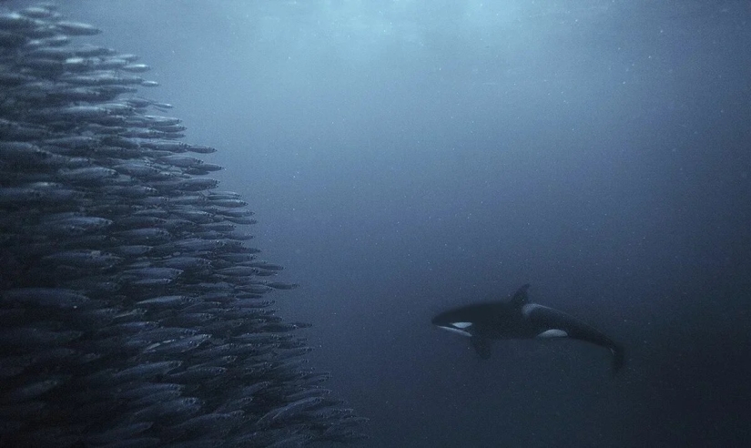 Estreno del Foro de la Unión de Fotógrafos de Vida Silvestre-Nature Photo Talks Estreno del Foro de la Unión de Fotógrafos de Vida Silvestre-Nature Photo Talks