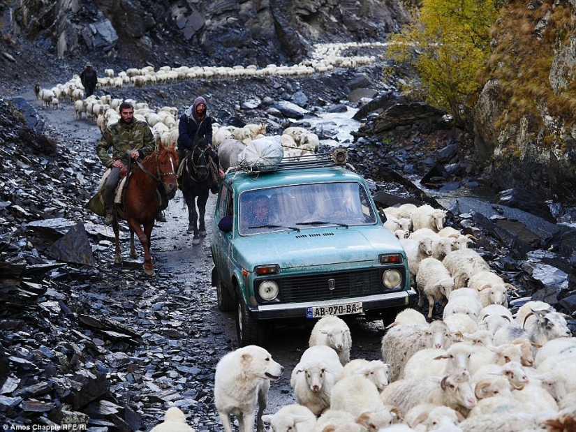 Every year thousands of sheep in Georgia make a dangerous journey from the mountains with a height of 3000 meters Every year thousands of sheep in Georgia make a dangerous journey from the mountains with a height of 3000 meters