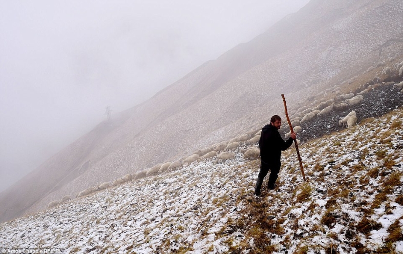 Every year thousands of sheep in Georgia make a dangerous journey from the mountains with a height of 3000 meters Every year thousands of sheep in Georgia make a dangerous journey from the mountains with a height of 3000 meters