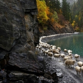 Every year thousands of sheep in Georgia make a dangerous journey from the mountains with a height of 3000 meters
