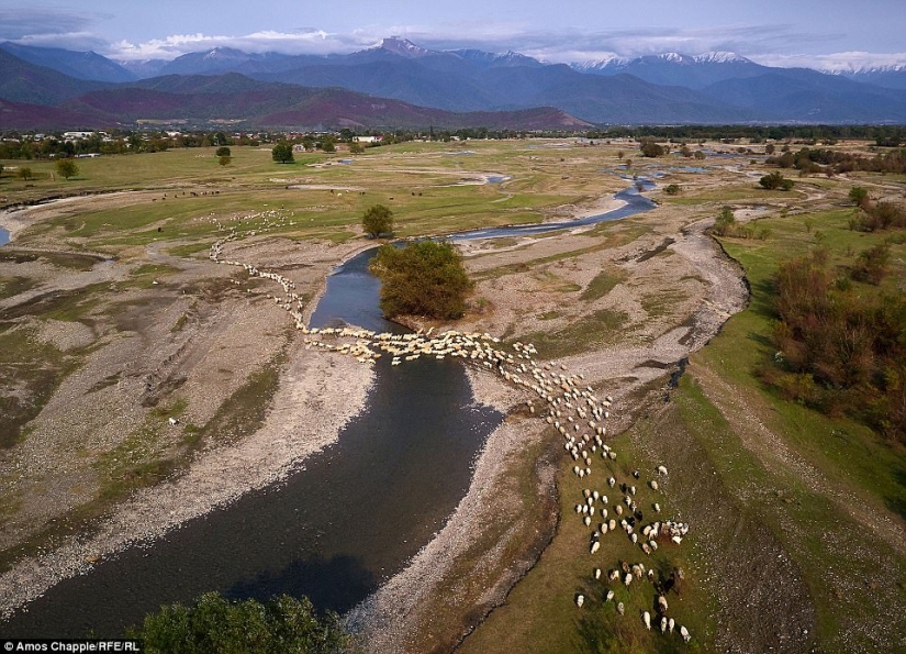 Every year thousands of sheep in Georgia make a dangerous journey from the mountains with a height of 3000 meters Every year thousands of sheep in Georgia make a dangerous journey from the mountains with a height of 3000 meters