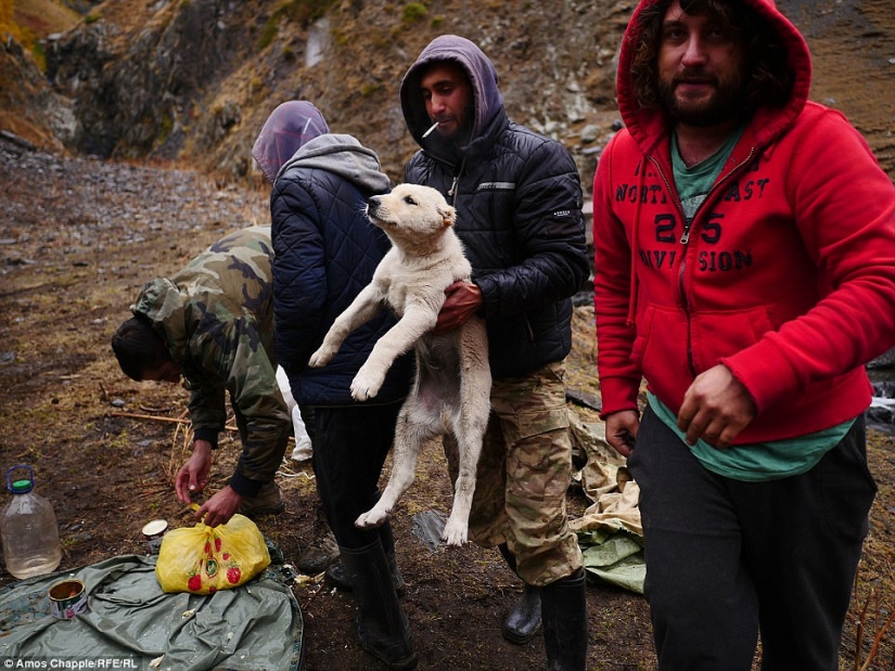 Every year thousands of sheep in Georgia make a dangerous journey from the mountains with a height of 3000 meters Every year thousands of sheep in Georgia make a dangerous journey from the mountains with a height of 3000 meters