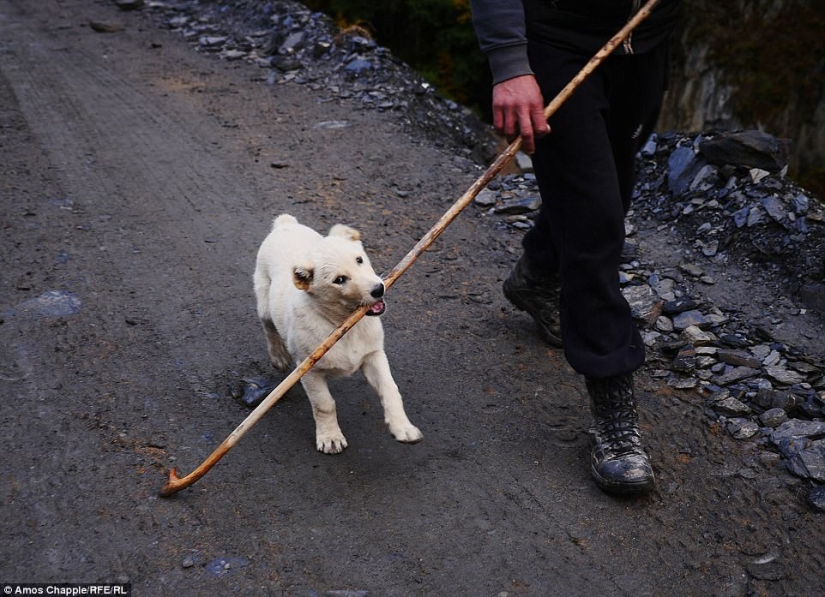 Every year thousands of sheep in Georgia make a dangerous journey from the mountains with a height of 3000 meters Every year thousands of sheep in Georgia make a dangerous journey from the mountains with a height of 3000 meters