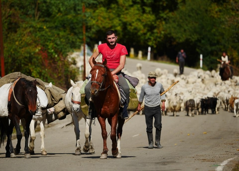 Every year thousands of sheep in Georgia make a dangerous journey from the mountains with a height of 3000 meters Every year thousands of sheep in Georgia make a dangerous journey from the mountains with a height of 3000 meters