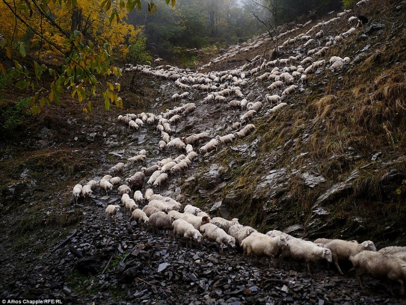 Every year thousands of sheep in Georgia make a dangerous journey from the mountains with a height of 3000 meters Every year thousands of sheep in Georgia make a dangerous journey from the mountains with a height of 3000 meters